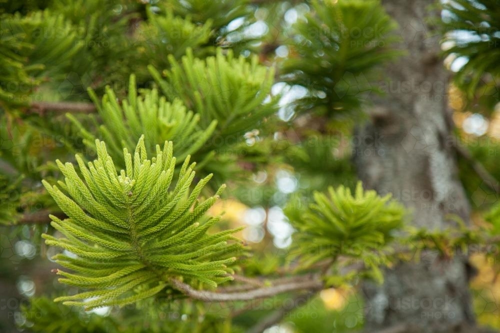 Norfolk Pine tree leaves - Australian Stock Image