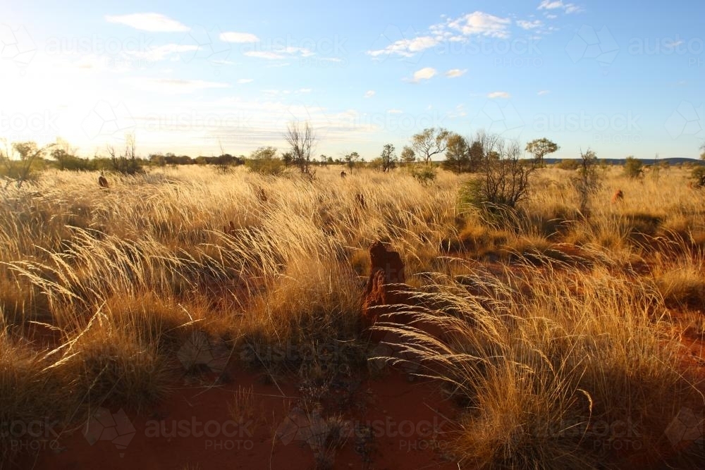 Northern Territory grasslands - Australian Stock Image