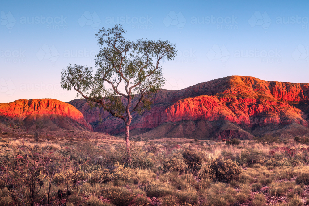 Northern Territory Landscape at dawn - Australian Stock Image
