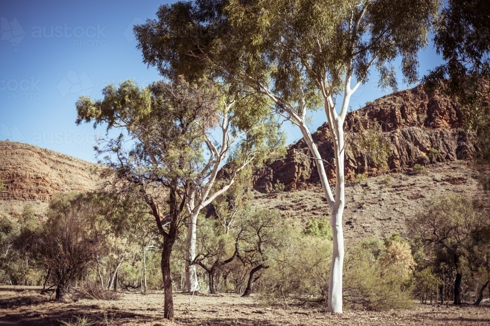 Northern Territory outback landscape of gum trees - Australian Stock Image