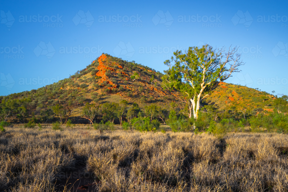 Northern Territory outback Landscape with grass and tree by pointed hill - Australian Stock Image