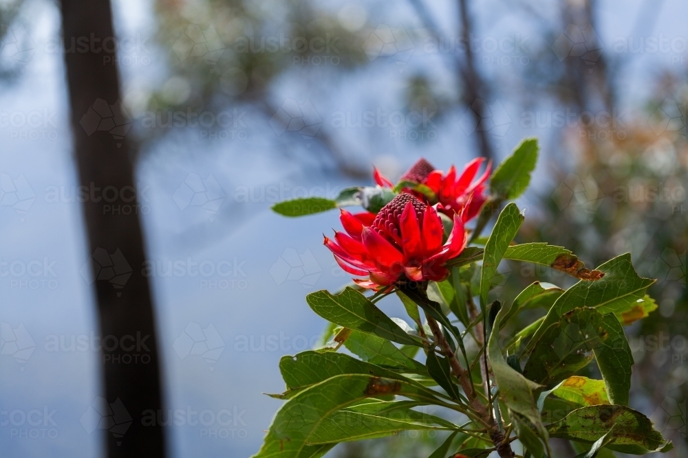 NSW waratah - Telopea speciosissima bright red flowers growing wild - Australian Stock Image