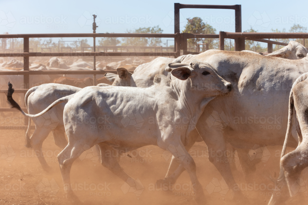 NT Brahman Cattle in the yards on a station - Australian Stock Image