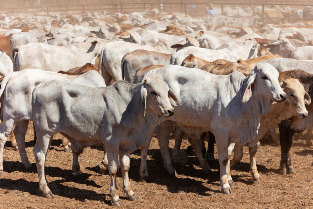 NT Brahman Cattle in the yards on a station - Australian Stock Image