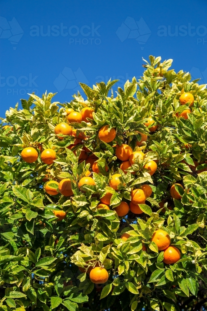 Numerous mandarins on a tree in an orchard - Australian Stock Image
