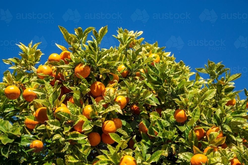 Numerous mandarins on a tree in an orchard - Australian Stock Image