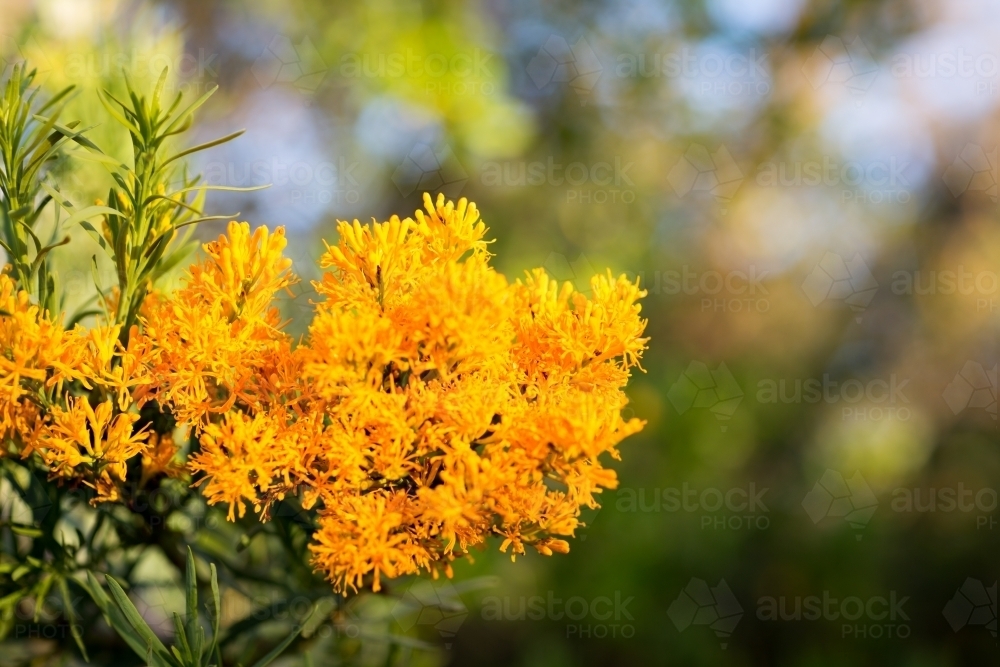 Image of Nuytsia Floribunda (Western Australian Christmas Tree) blossom