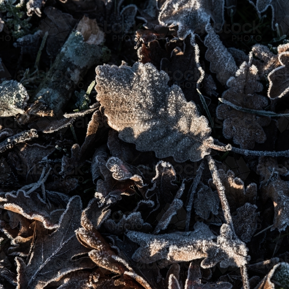 oak leaves in autumn covered in frost - Australian Stock Image