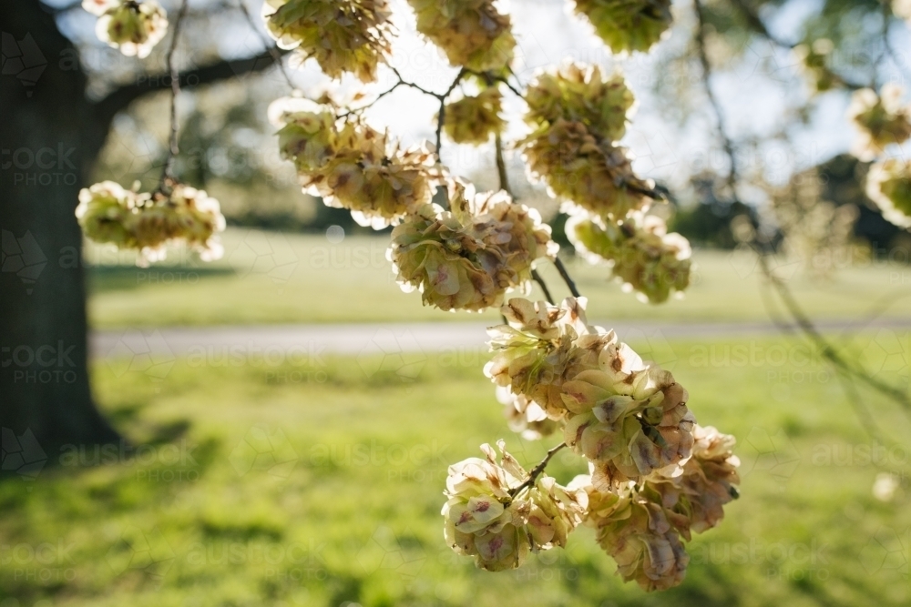 What Trees Bloom First In The Spring at Lara Kirby blog