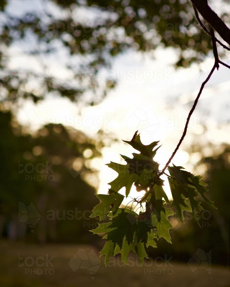 Oak tree branch and leaves at sunset - Australian Stock Image
