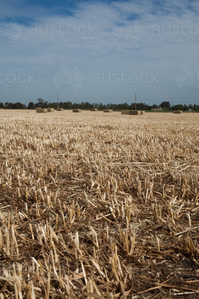 Oat straw stubble in paddock and distant hay bales - Australian Stock Image