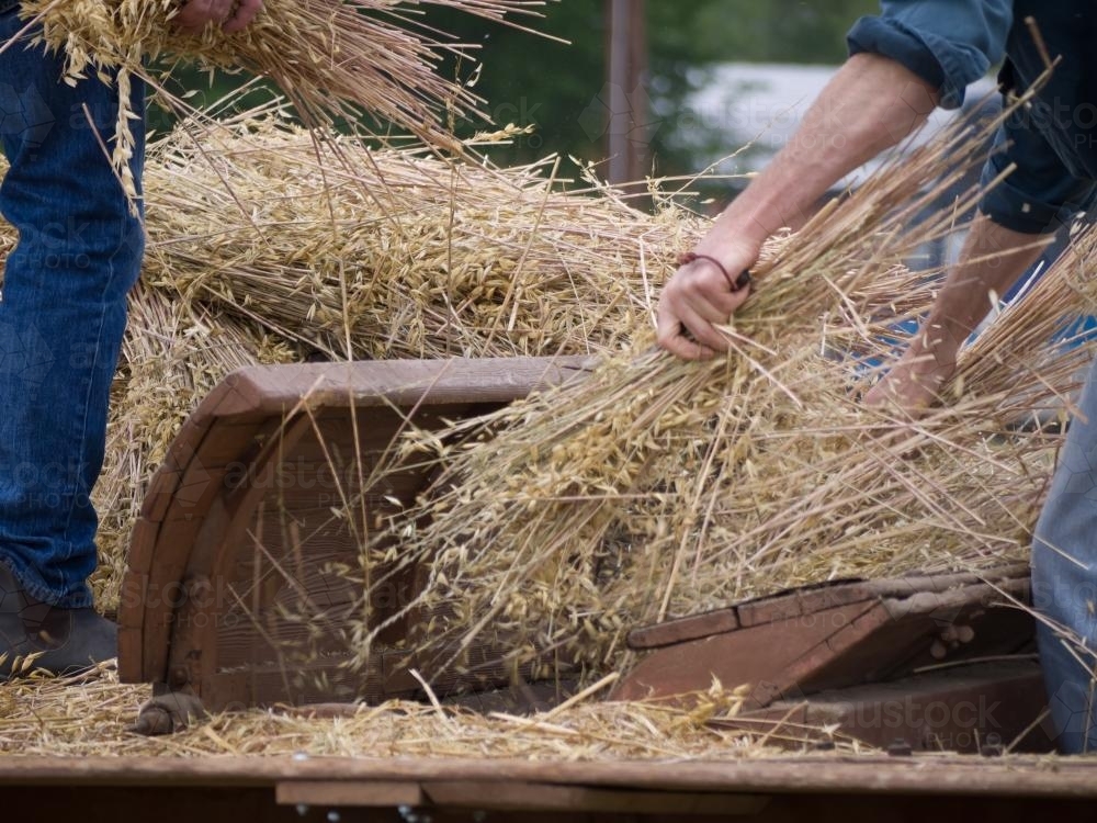 Oats being handled for feeding into a old threshing machine - Australian Stock Image