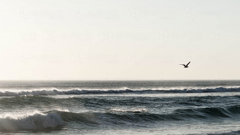 ocean waves rolling into shore with a gull flying over - Australian Stock Image