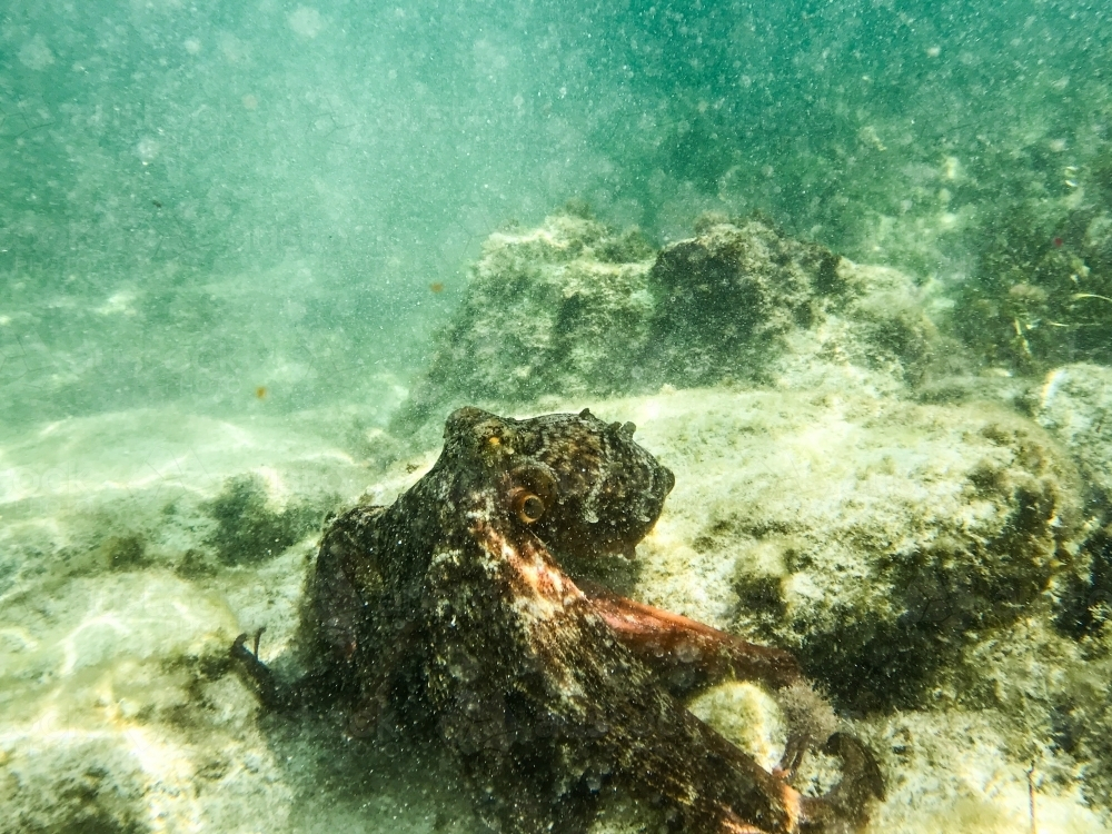 Octopus moving away underwater in green toned ocean - Australian Stock Image