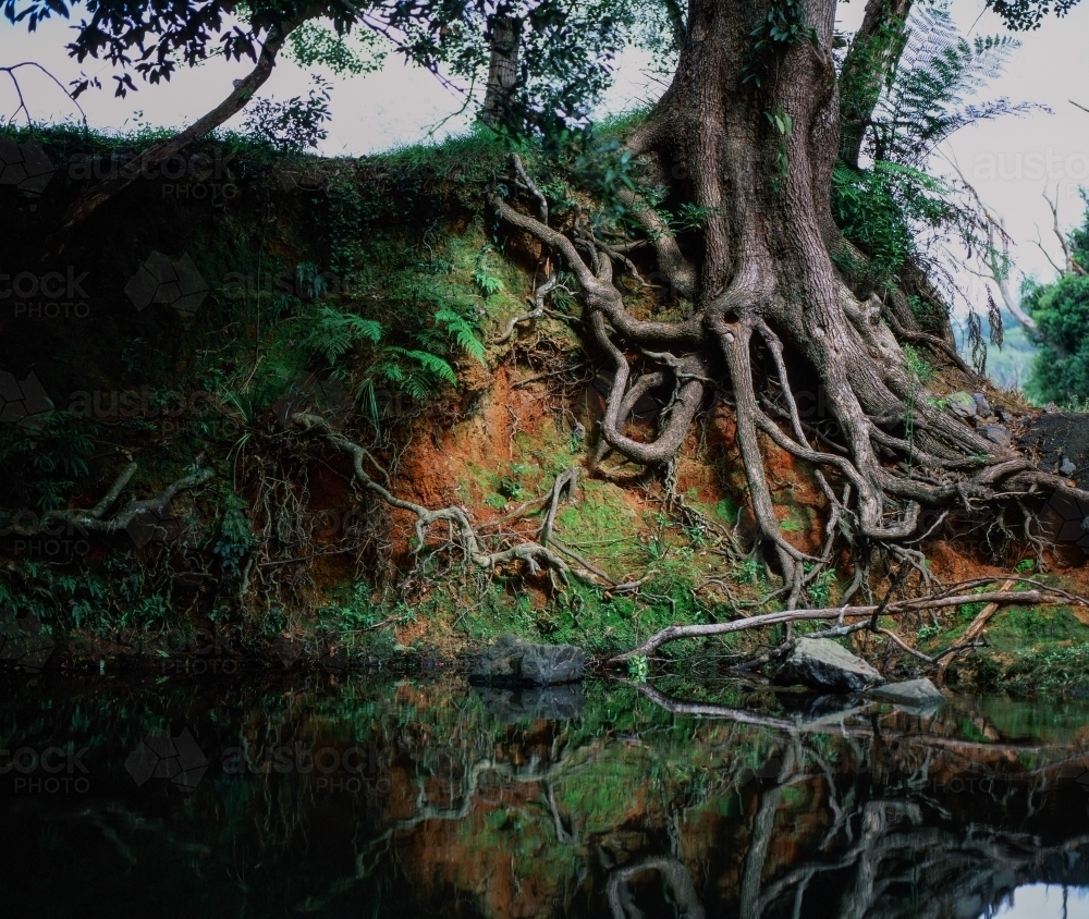 Octopus Tree on riverbank - Australian Stock Image
