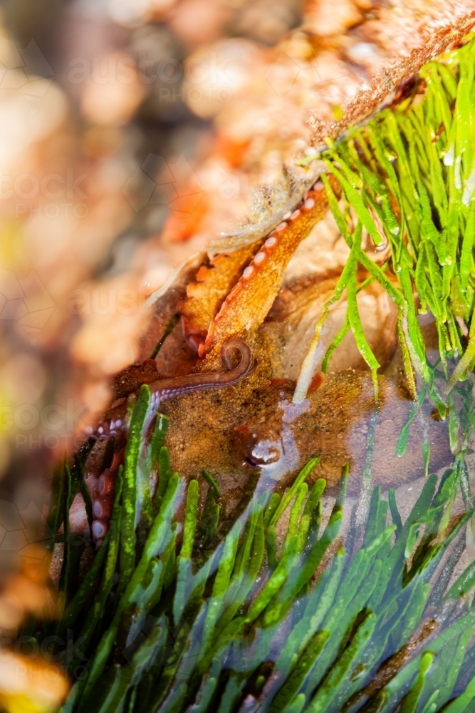Octopus with long tentacles hiding among sea weed in coastal rock pool - Australian Stock Image