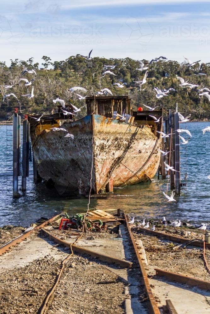 Old Boat with Seagulls at Triabunna Slipway - Australian Stock Image