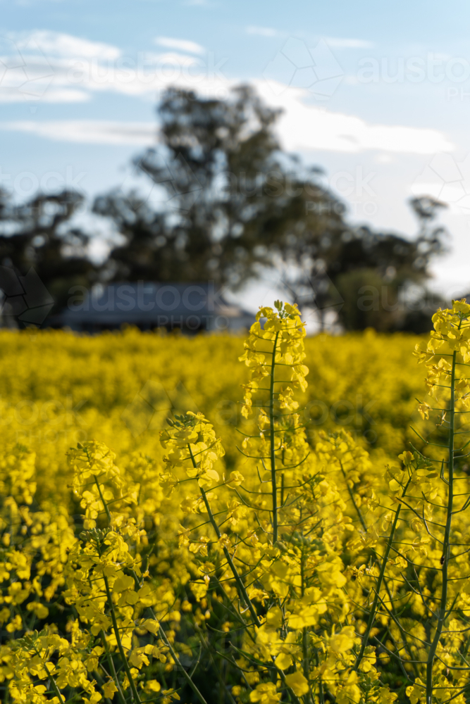 Old building in a canola paddock - Australian Stock Image