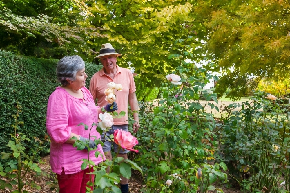 Old couple cutting roses in the garden - Australian Stock Image