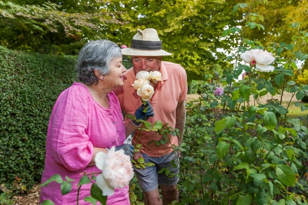 Old couple playfully smelling white roses - Australian Stock Image