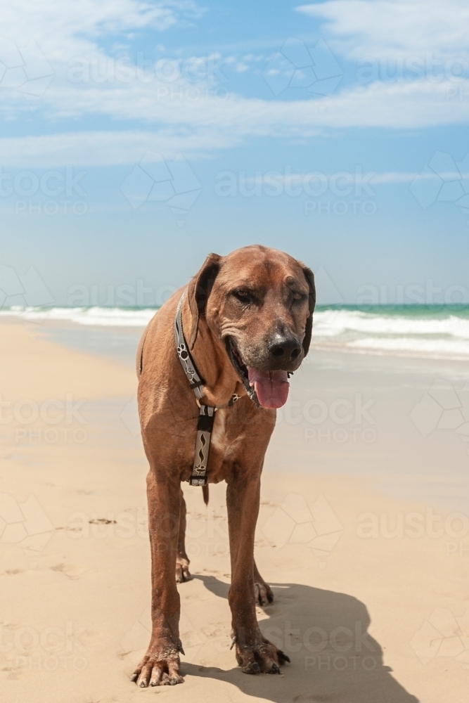 old dog on the beach - Australian Stock Image