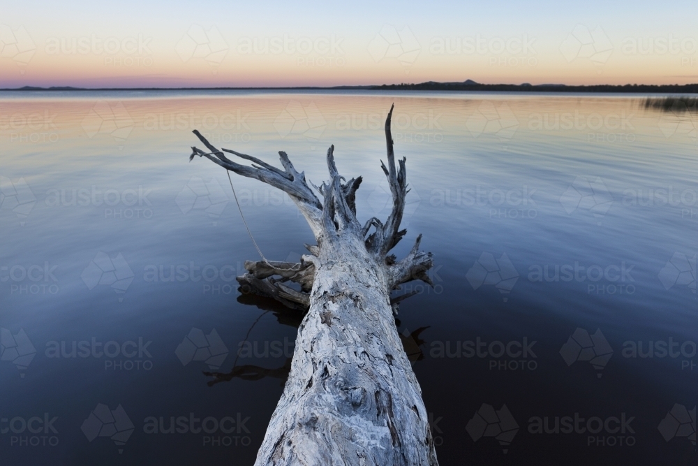 Old fallen tree in lake at sunset - Australian Stock Image
