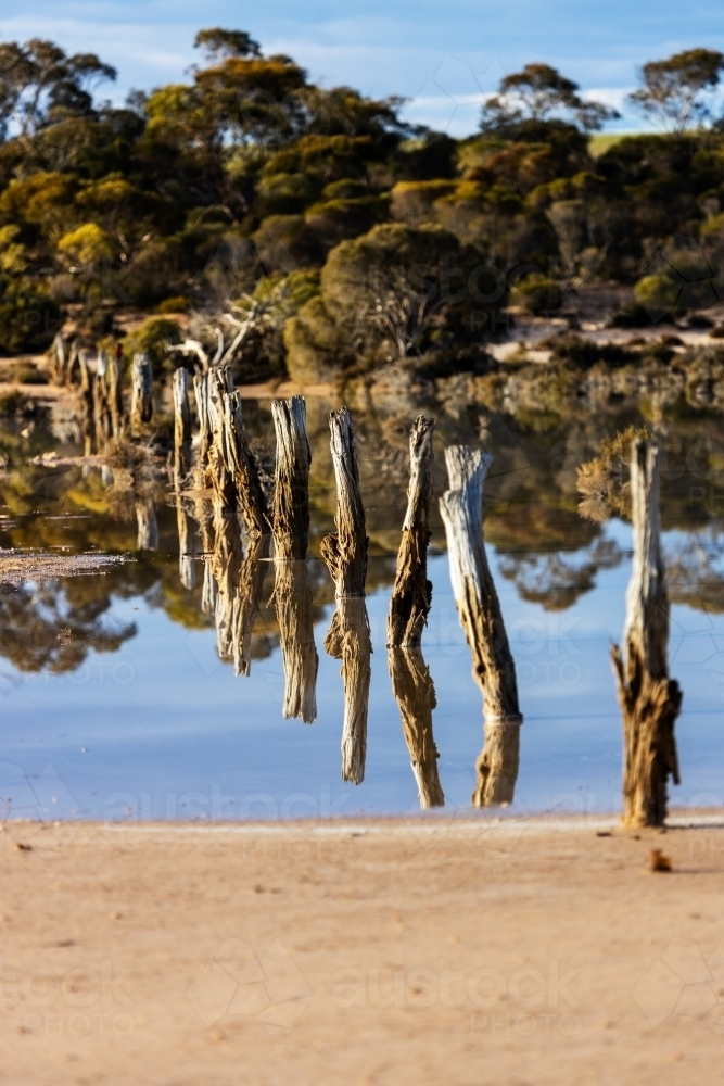 old fence posts in still water - Australian Stock Image