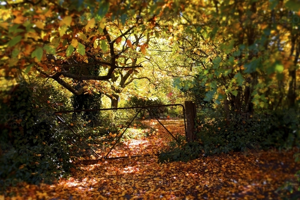 Old gate surrounded by Autumn leaves and trees - Australian Stock Image