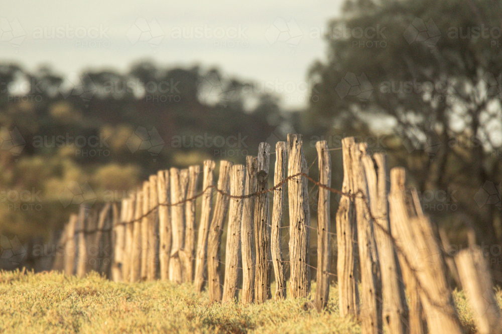 Old gidgea post fence - Australian Stock Image