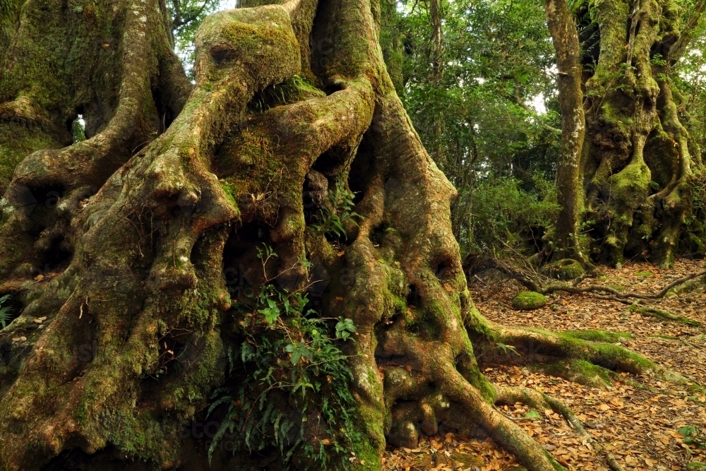 Old gnarly Antarctic beech trees. - Australian Stock Image