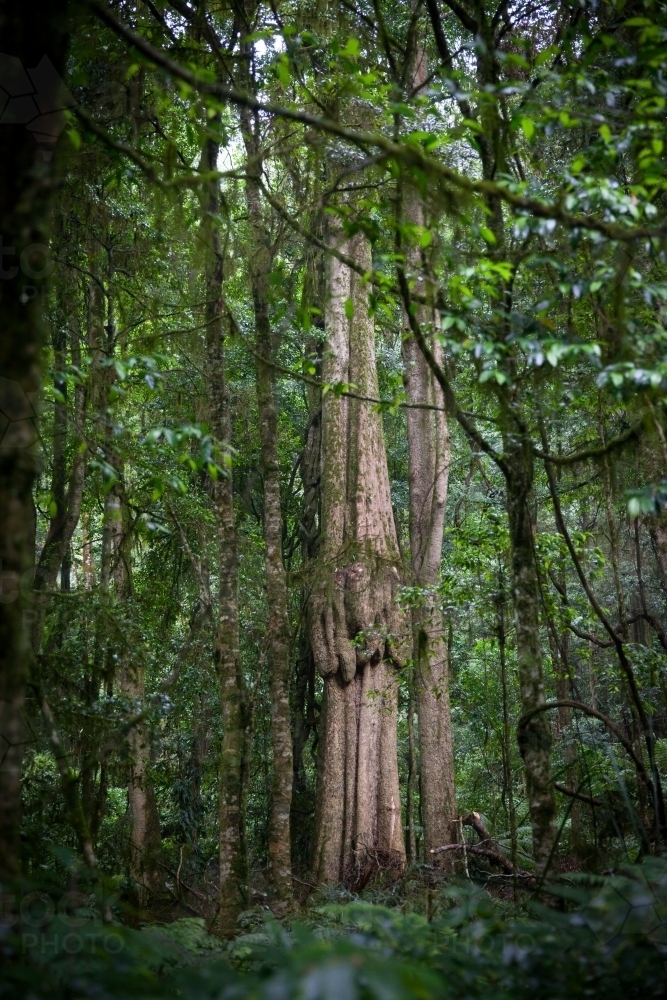 Old growth tree in forest - Australian Stock Image