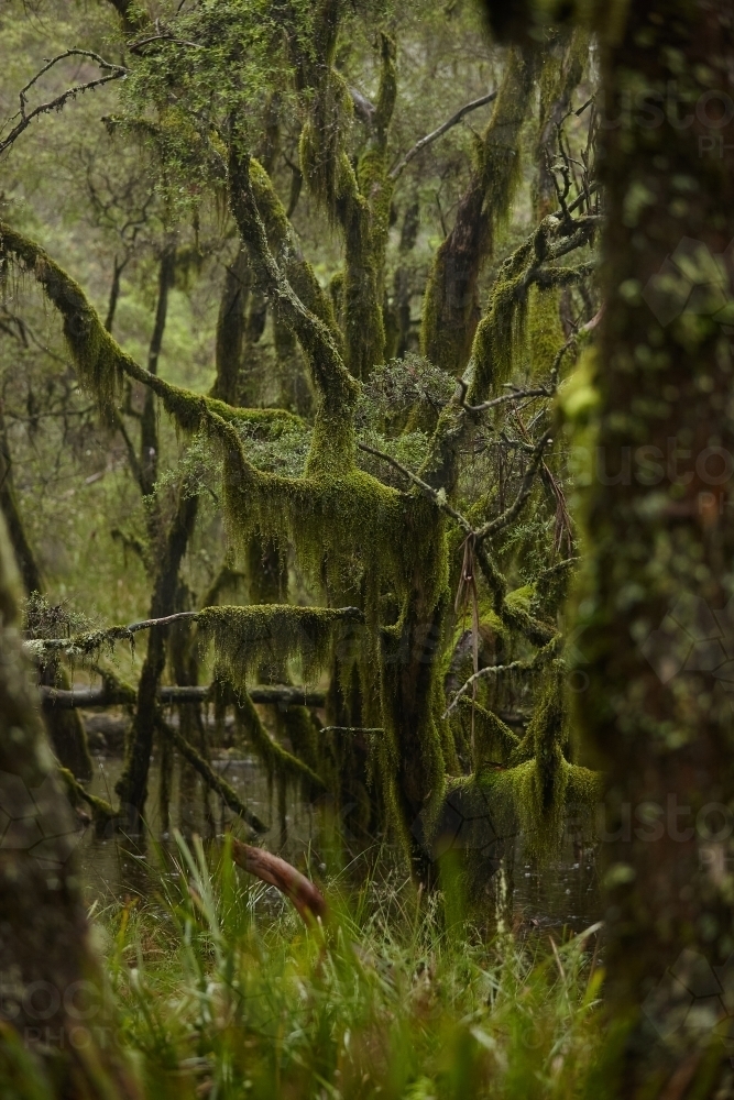 Old growth tree on a misty day - Australian Stock Image