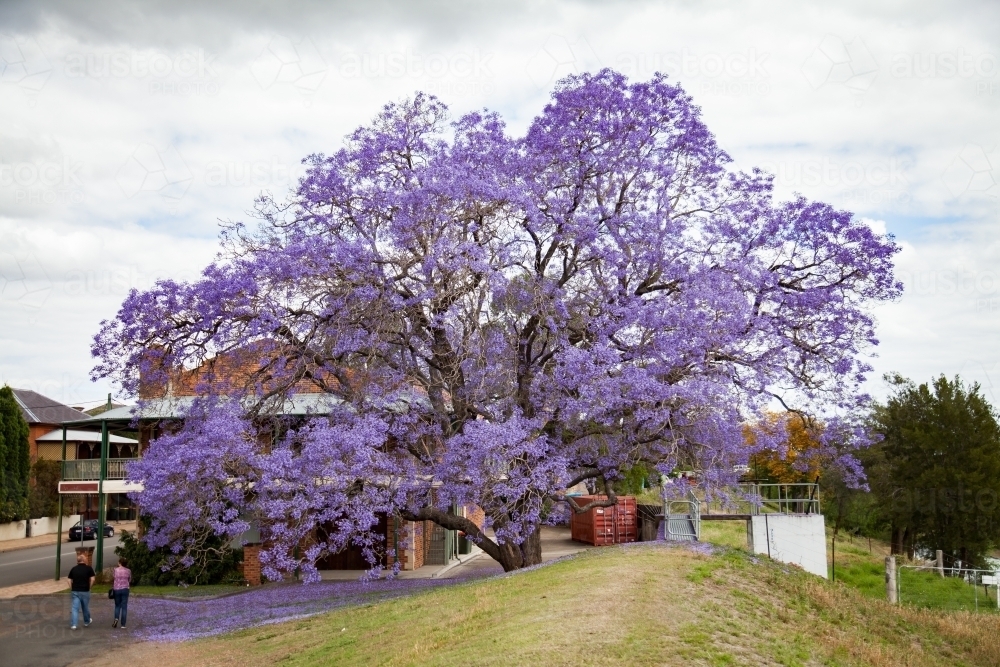 Old jacaranda tree flowering in Singleton - Australian Stock Image