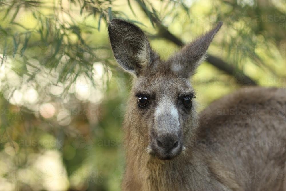 Old kangaroo up close - Australian Stock Image