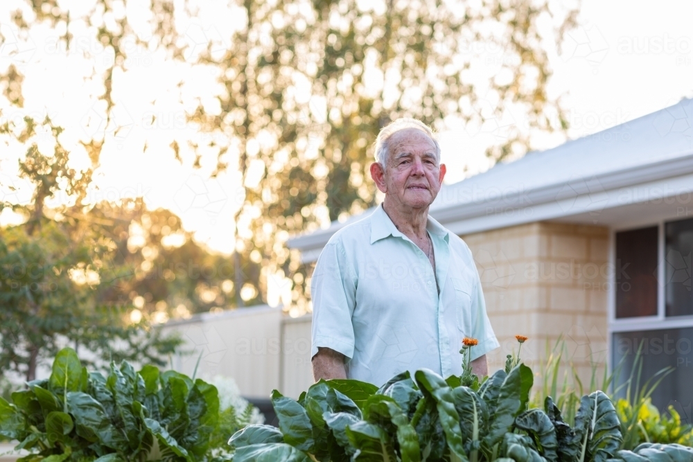 old man in his garden behind green silverbeet leaves - Australian Stock Image