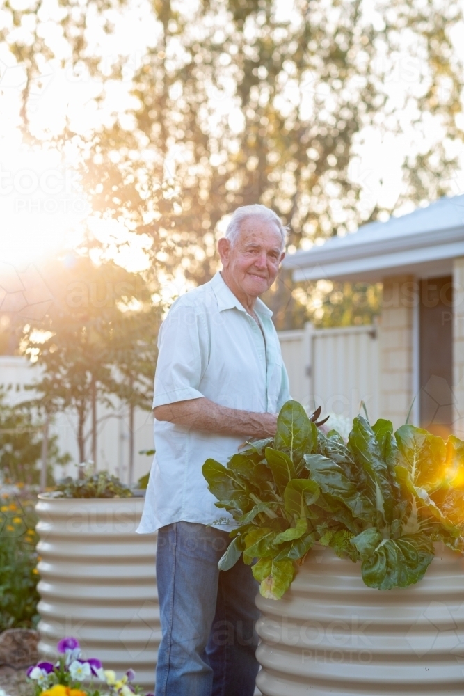 old man picking silverbeet in raised garden bed - Australian Stock Image