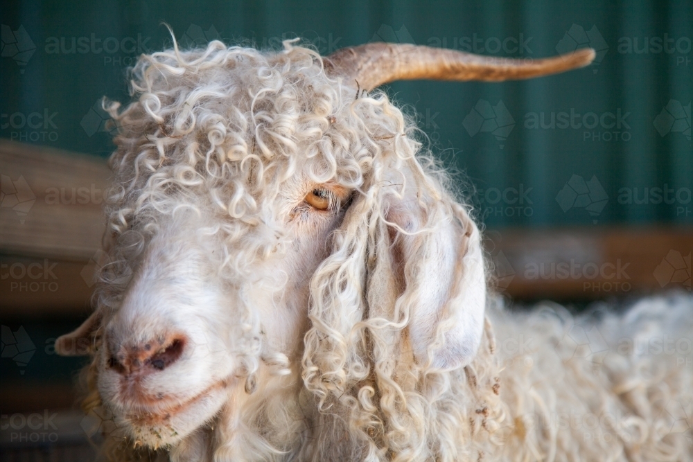 Old mother goat with horns and a curly coat - Australian Stock Image