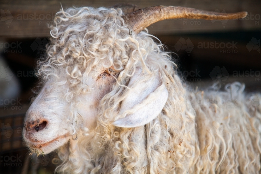 Old mother goat with horns and a curly coat - Australian Stock Image