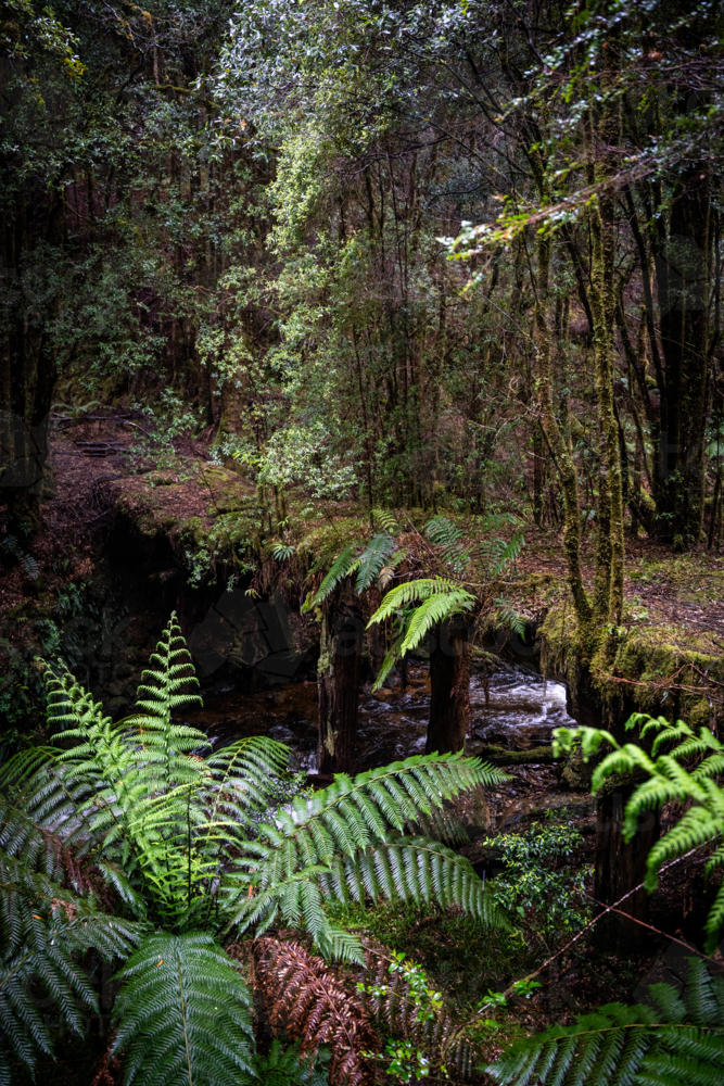 Old overgrown bridge in Tasmania - Australian Stock Image