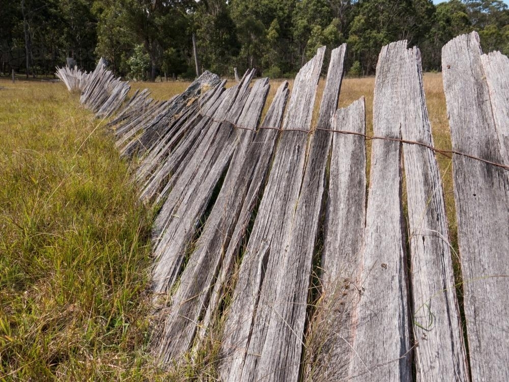 Image of Old paling fence falling down in a grass paddock Austockphoto
