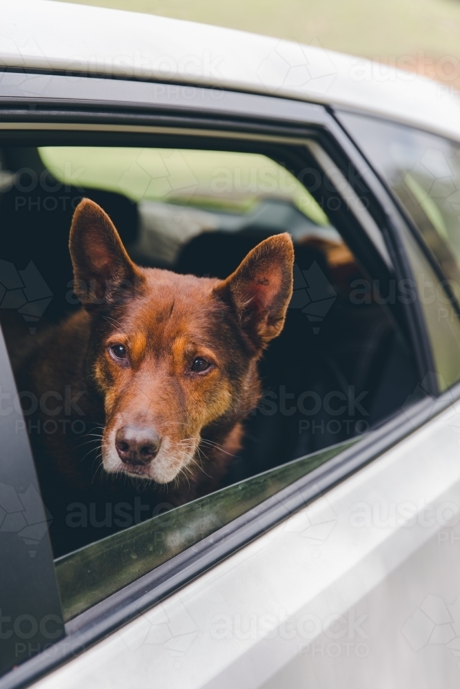 Old red working dog in white car looking out window, uncertain - Australian Stock Image