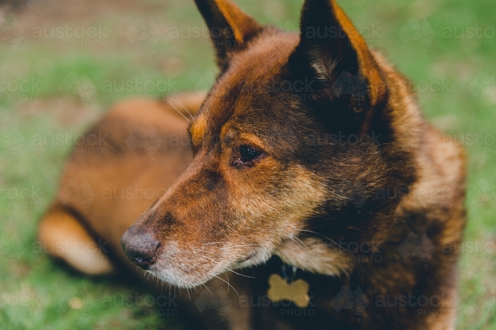 Old red working dog lying down on grass looking away to the side - Australian Stock Image