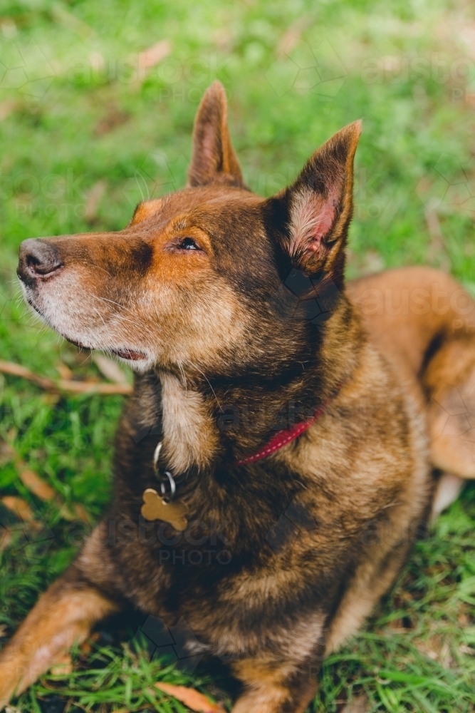 Old red working dog lying down on grass looking up, watching - Australian Stock Image
