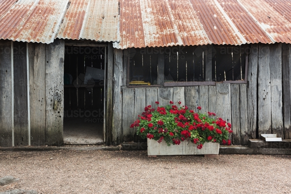 Old rustic shed with a rusty tin roof in the country - Australian Stock Image