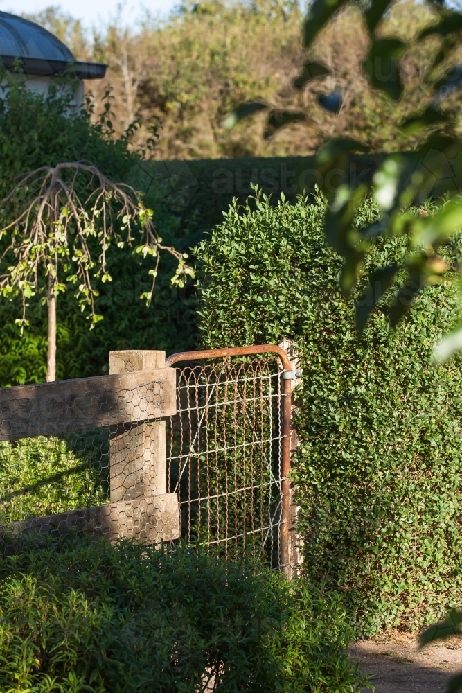 Old rusty fence and lush hedge in garden - Australian Stock Image