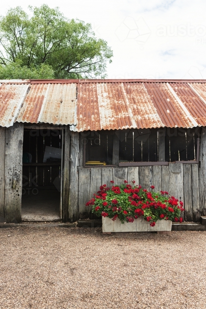Old rusty tin roof shed in the country - Australian Stock Image