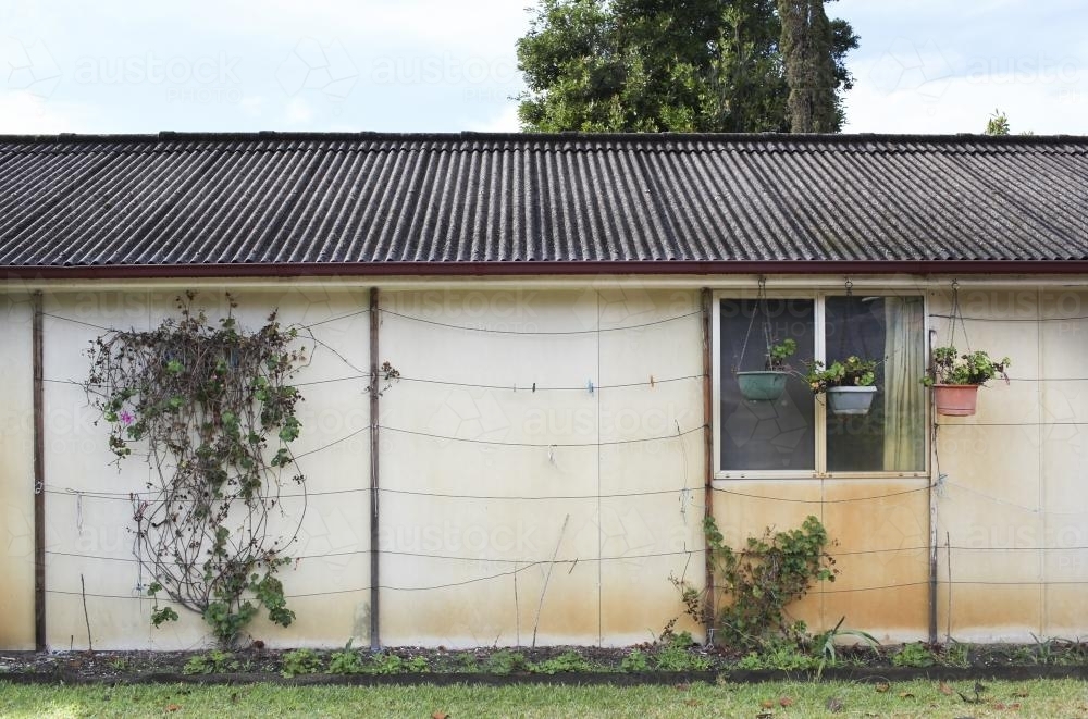 Old shed with a vine - Australian Stock Image