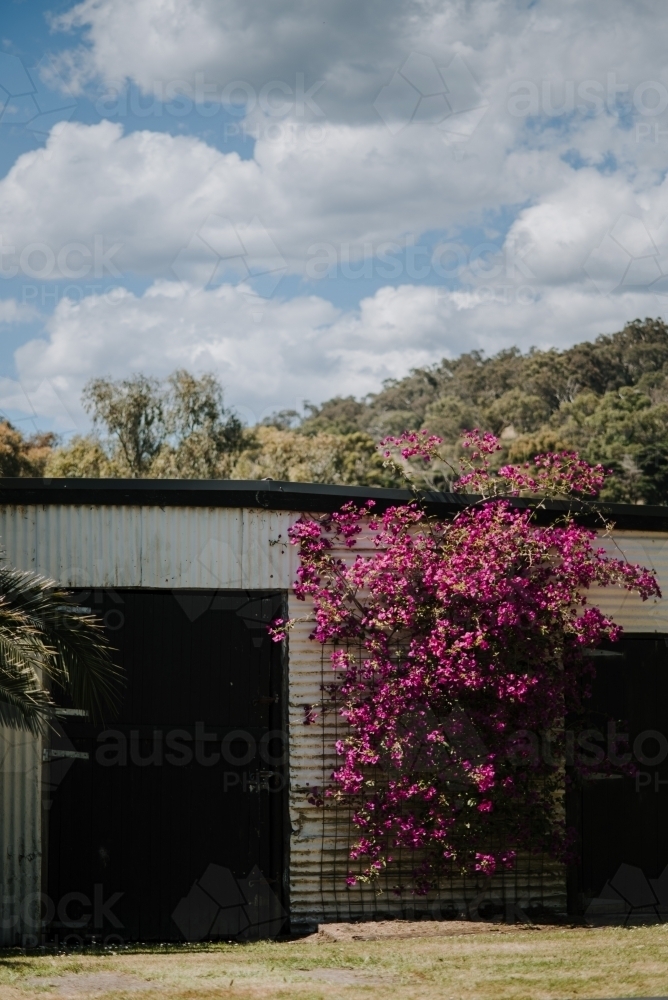 Old Shed with bougainvillea flowers - Australian Stock Image