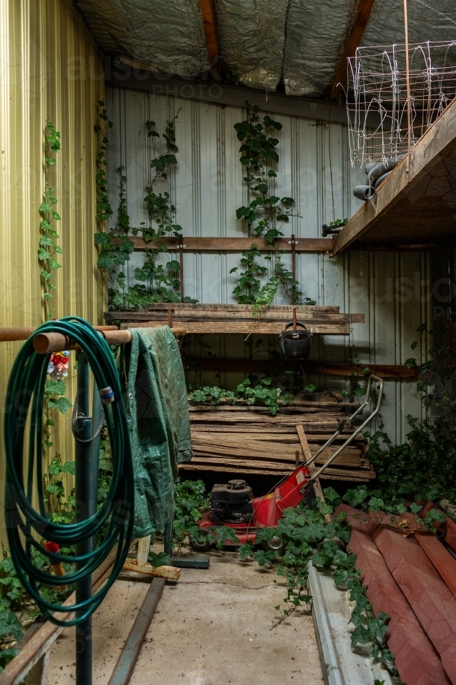 Old shed with skylight and vines growing inside over old lawn mower and wood planks - Australian Stock Image