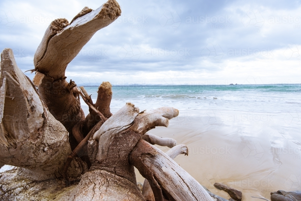 Old tree by the sea - Australian Stock Image